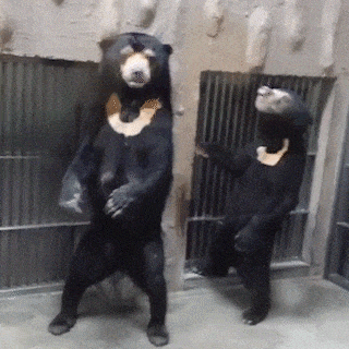 17437842091842.gif