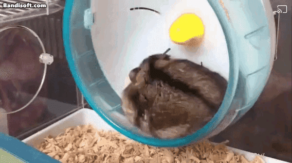 17439426123081.gif