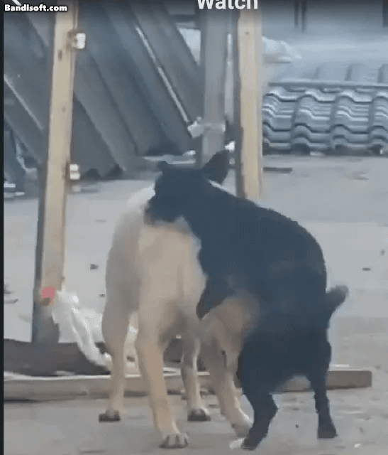 17439426180085.gif