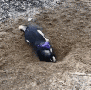 17455905109926.gif