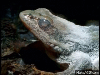 17459289185351.gif