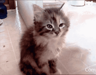 17485281023702.gif
