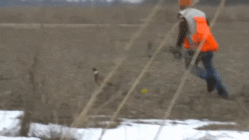 17510490181128.gif