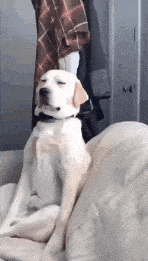 1754663412462.gif