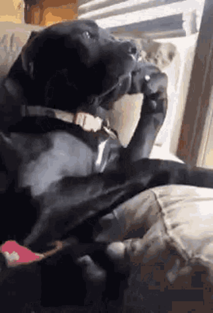 17549226151195.gif