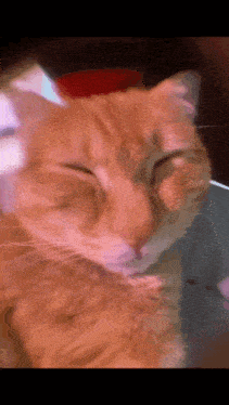 17556138163804.gif