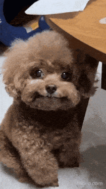 17573409126677.gif