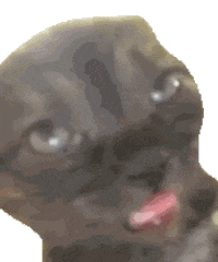 17581113042353.gif