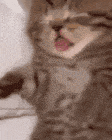 17581761107732.gif