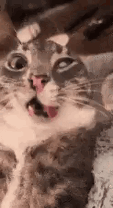 17585361057297.gif